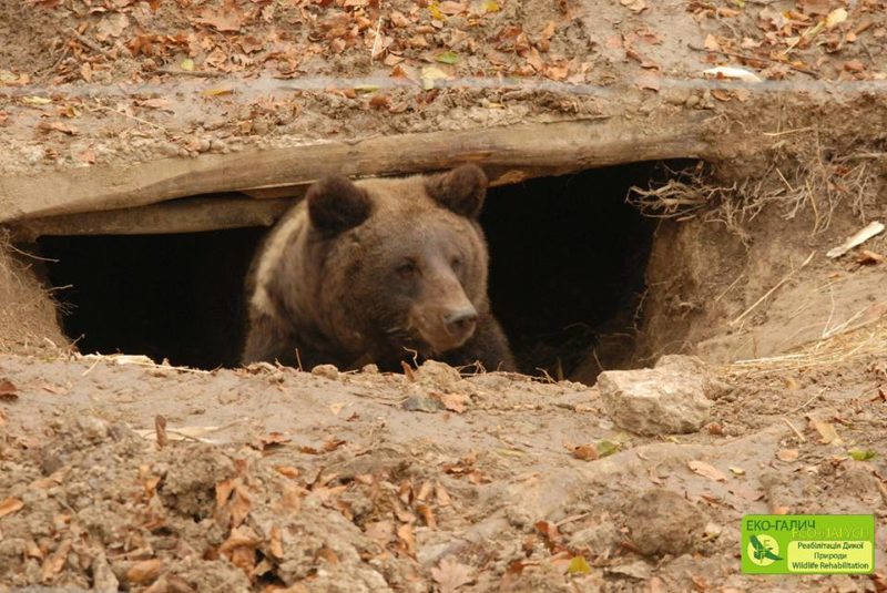 Барліг ведмедів у Галицькому природному парку утеплили на зиму (ФОТО)