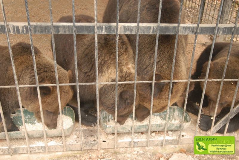Центнер риби на тиждень. У Галицькому природному парку показали, чим годують ведмедів (ФОТО)