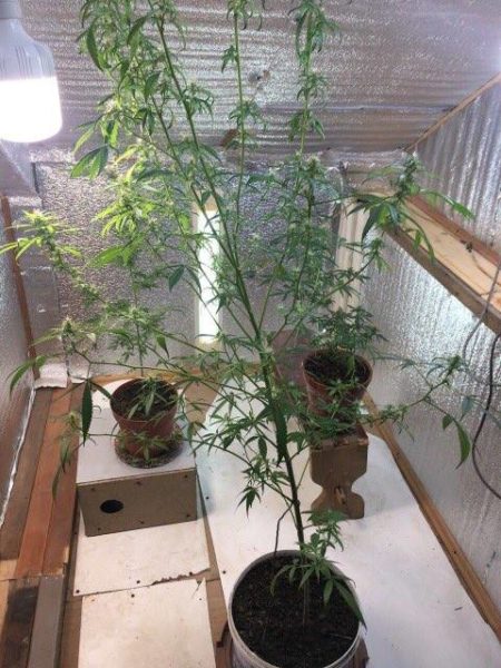 Судитимуть прикарпатця, який вдома вирощував марихуану (ФОТО)