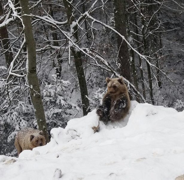 Як ведмеді радіють першому снігу у Карпатах (ФОТО)