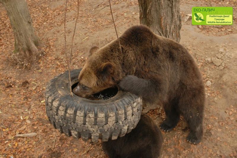 Ведмеді з Галицького нацпарку відкрили для себе новий смаколик (ВІДЕО)