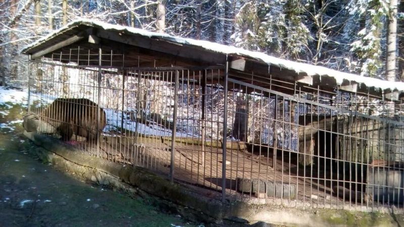 Косівський підприємець розповів, чому не хоче віддавати ведмедя у реабілітаційний центр (ФОТО)