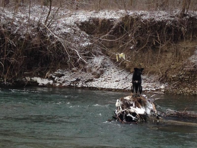 У Франківську рятували пса, який застряг посеред річки (ФОТО)
