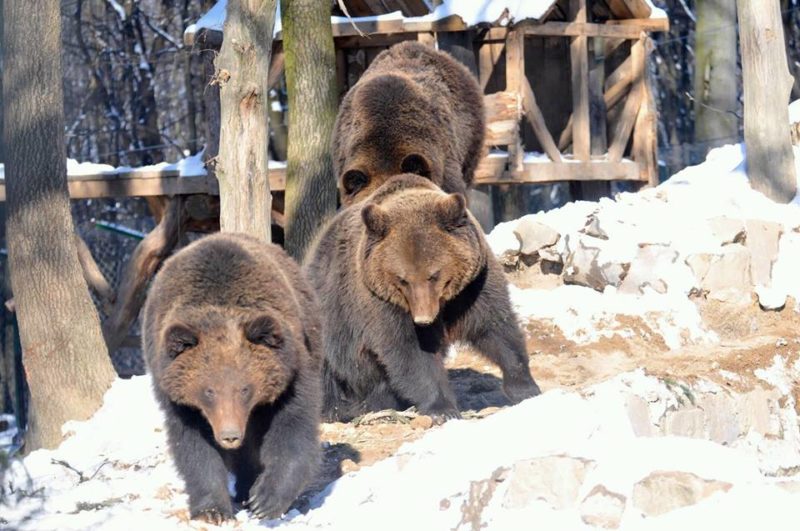 Відео з веселими іграми ведмедів на Прикарпатті набирає популярності у мережі
