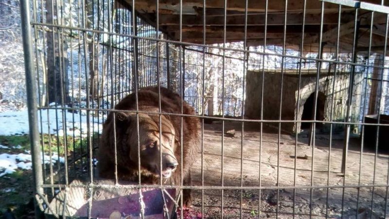 Бурого ведмедя незаконно утримують у косівському ресторані – зоозахисники