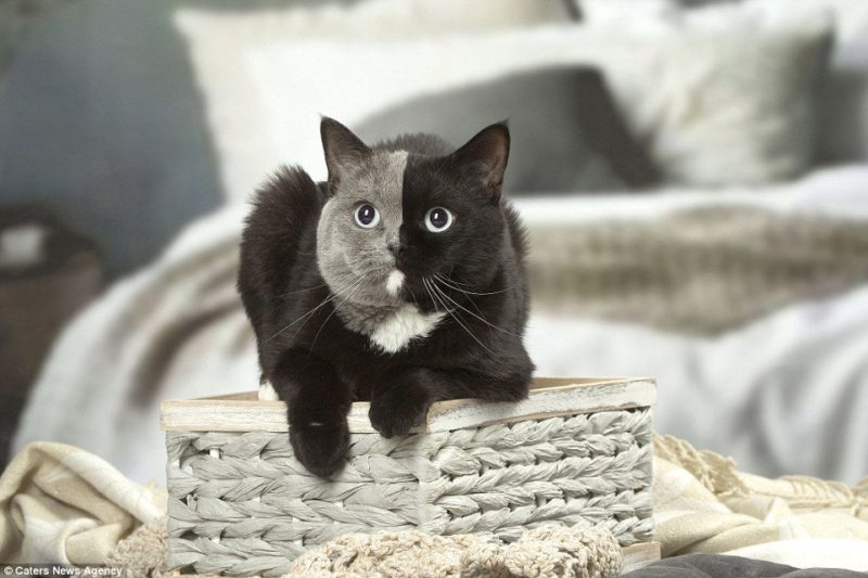 У мережі показали унікального кота з незвичайним забарвленням (ФОТО)