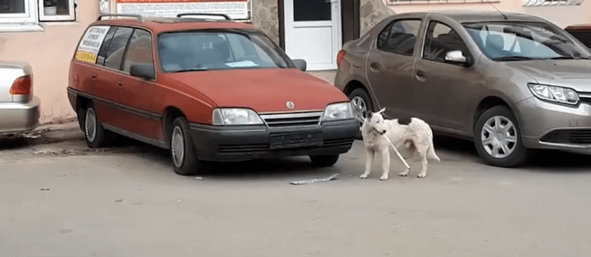 У Криму пес-диверсант відірвав від авто номерний знак Росії (ВІДЕО)