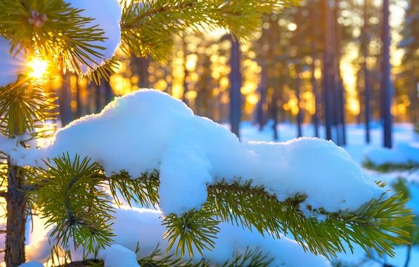 На Прикарпатті зрубають 55 тисяч ялинок – дерева стануть прикрасами до Нового року