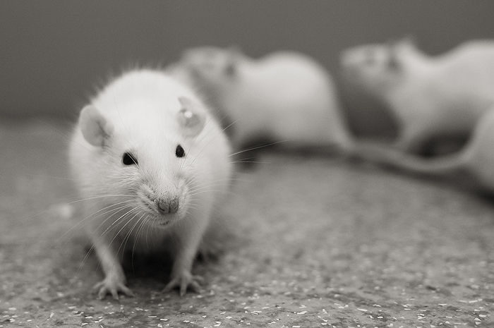 Франківські дослідники місяць поїли щурів енергетиками і показали, що з ними сталось (ФОТО)