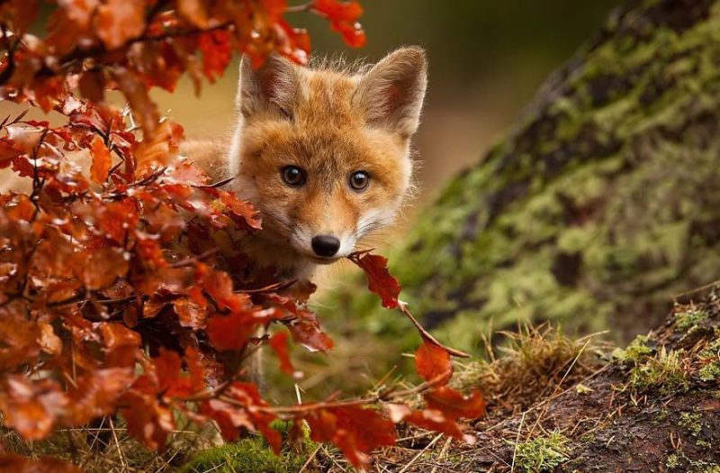 Мисливців заохочують полювати на лисиць,щоб зупинити поширення сказу на Прикарпатті