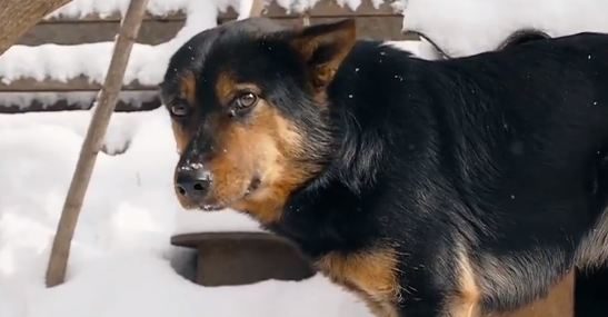 У мережі показали ролик про життя собак у притулку  (ВІДЕО)