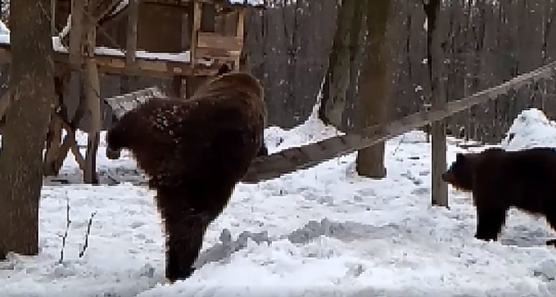 Ведмеді з Галицького природного парку випробовують новий гамак (ВІДЕО)