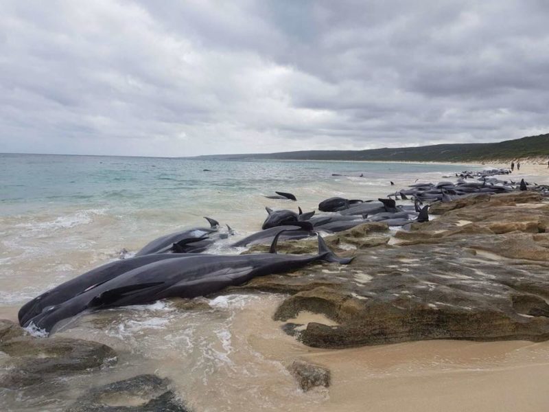 В Австралії близько 130 дельфінів викинулися на берег