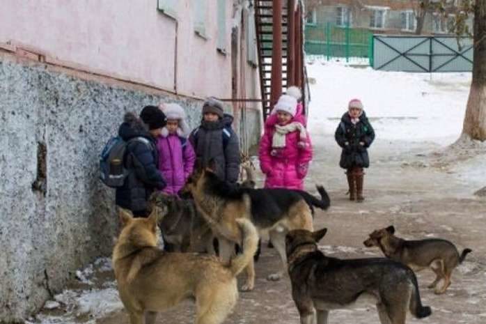 Франківці обурюються через велику кількість бродячих псів, що нападають на дітей