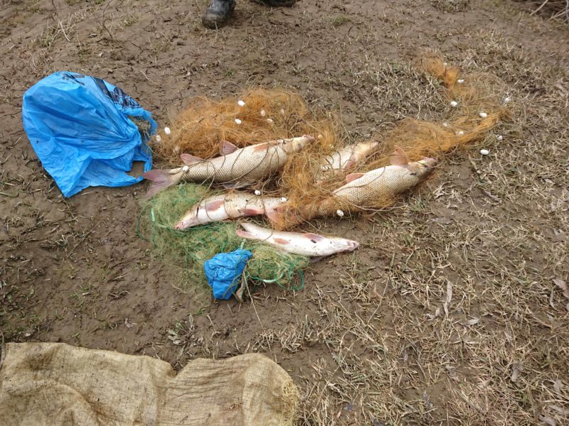 На Тлумаччині спіймали браконьєра, який виловлював “червонокнижну” рибу (ФОТО)