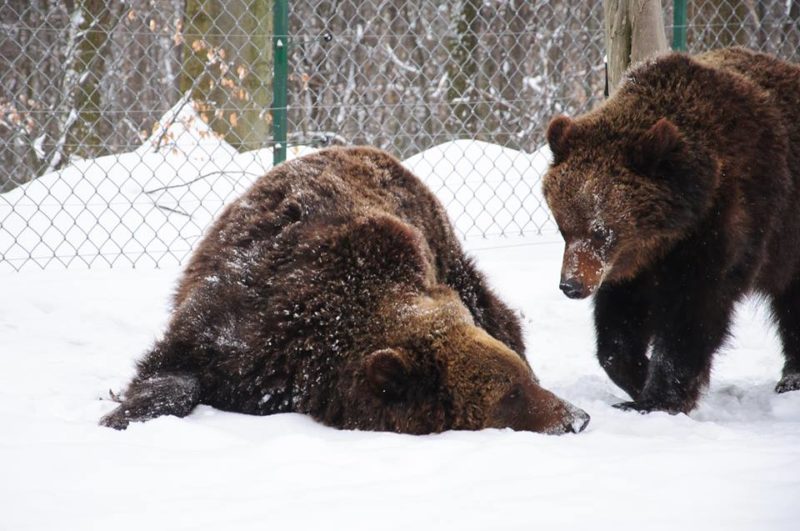 Врятована родина ведмедів вперше впала в зимову сплячку в Галицькому нацпарку (ВІДЕО)