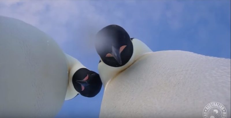 Два пінгвіни “замутили” селфі на знайденій екшн-камері (ВІДЕО)