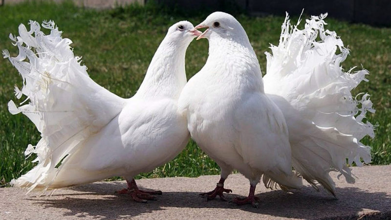 Всеукраїнську виставку голубів проведуть у Коломиї