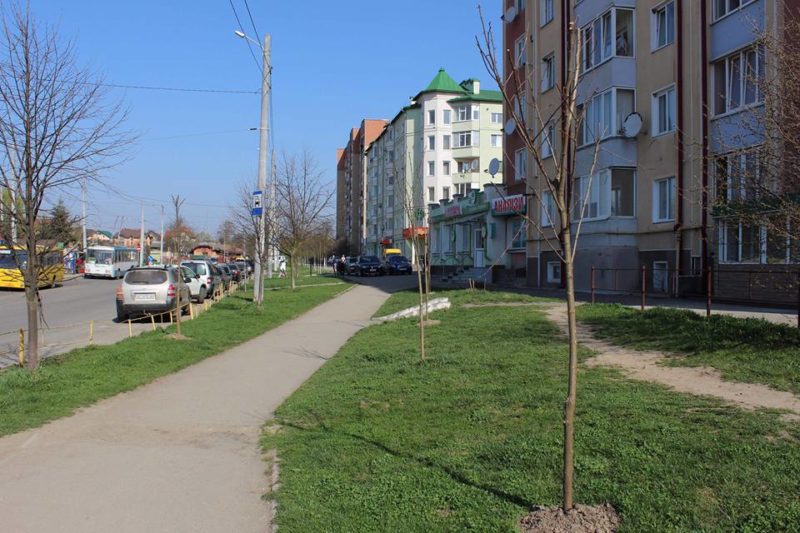 У місті висадили більше сотні лип та акацій (ФОТО)