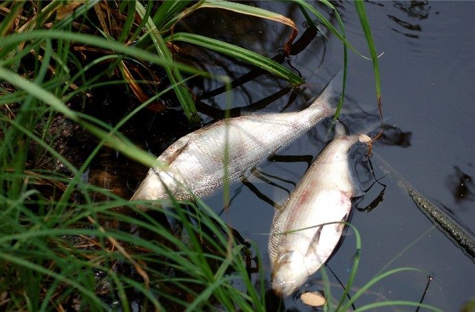 На Калущині фекалії з труби потрапили у водойму – загинула риба