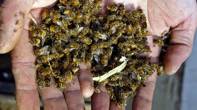 У Галицькому районі масово погинули бджоли. Пасічники звинувачують підприємство “Даноша”