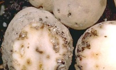 У двох прикарпатських селах ввели карантин через паразитів на картоплі