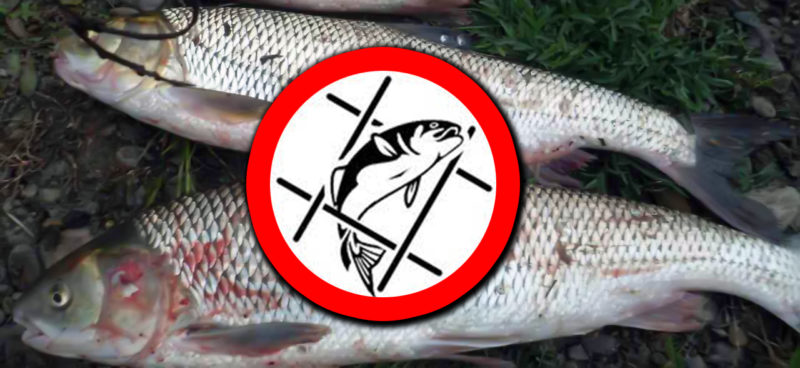 На понад 33 тисячі гривень оштрафували прикарпатця за вилов червонокнижної риби (ФОТО)