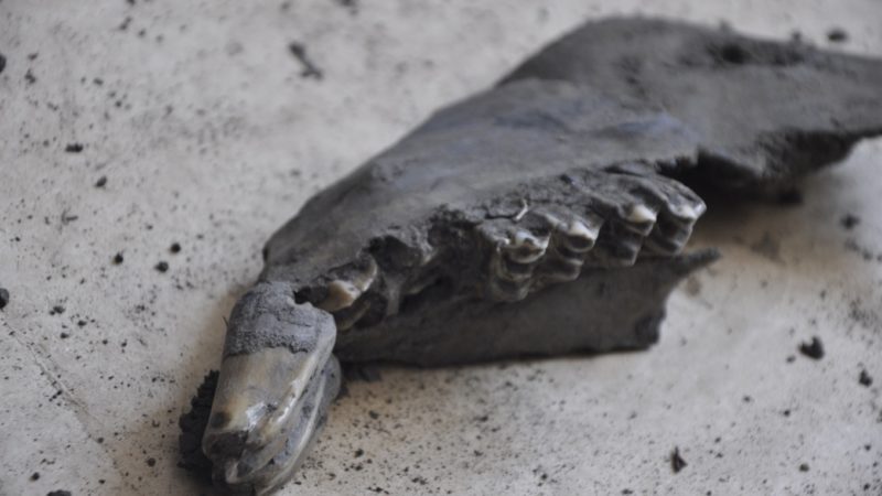 Науковці визначилися, кому можуть належати знайдені у Калуші доісторичні кістки