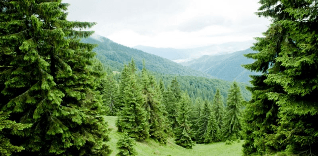 Майже 60 мільйонів гривень сплатили прикарпатці за використання лісових ресурсів