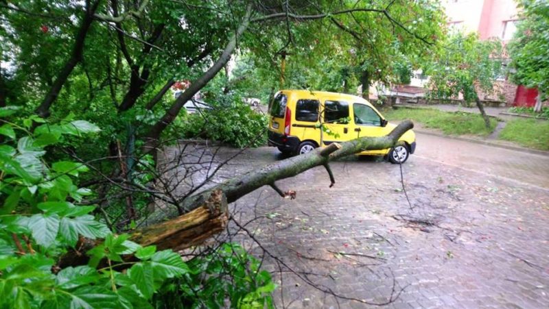 У Франківську на дорогу впало дерево (ФОТО)