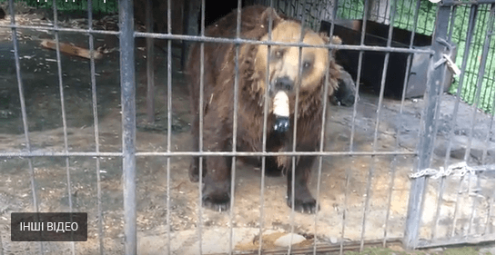 Нардеп Шевченко поїв ведмедя кока-колою і пивом, – зоозахисниця (ВІДЕО)