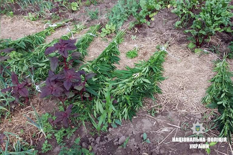 Операція “Мак”. На городі прикарпатця виявили значну кількість коноплі (ФОТОФАКТ)