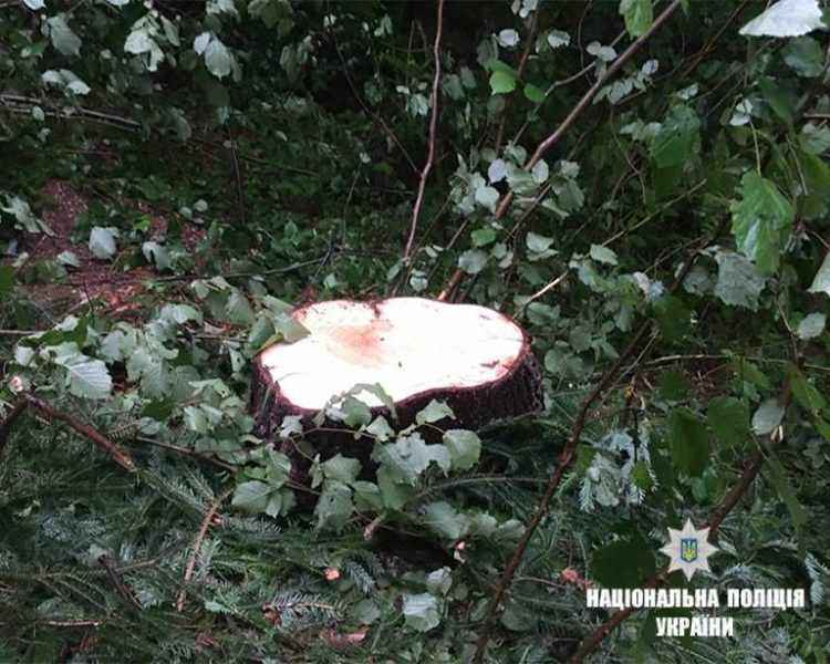 Прикарпатець незаконно нарубав дерев на 16 тисяч гривень (ФОТО)