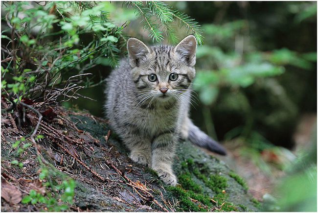 Небайдужий чоловік врятував від знущань лісове кошеня та віддав його у Галицький природний парк (ФОТО)