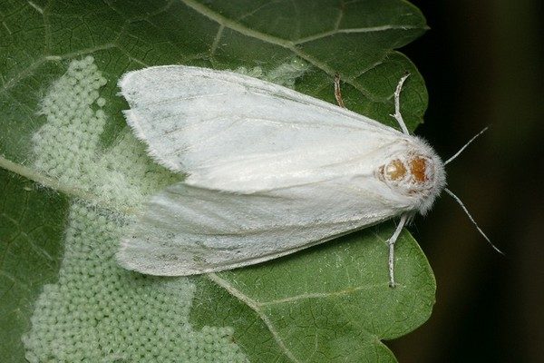 Прикарпатців попереджають про білого метелика, який “полюбляє” понад 300 видів рослин