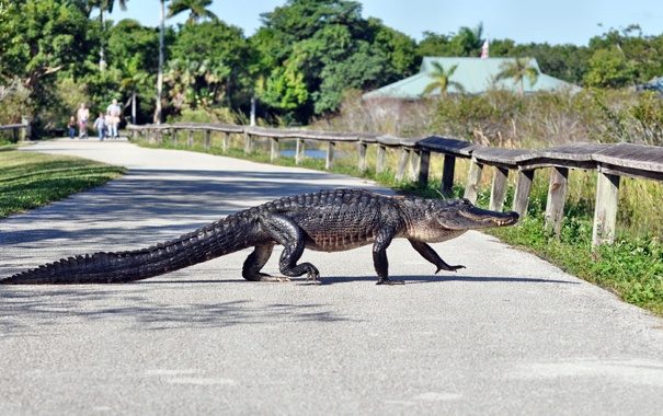Дві американки допомогли переляканому алігатору перейти дорогу (ВІДЕО)