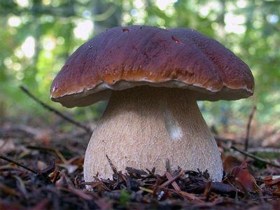 Франківські туристи зібрали у лісі 92 кілограми грибів (ФОТО,ВІДЕО)