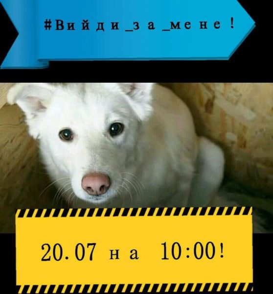 “Україна – не шкуродерня”. Франківців кличуть на акцію, щоб захистити безпритульних тварин