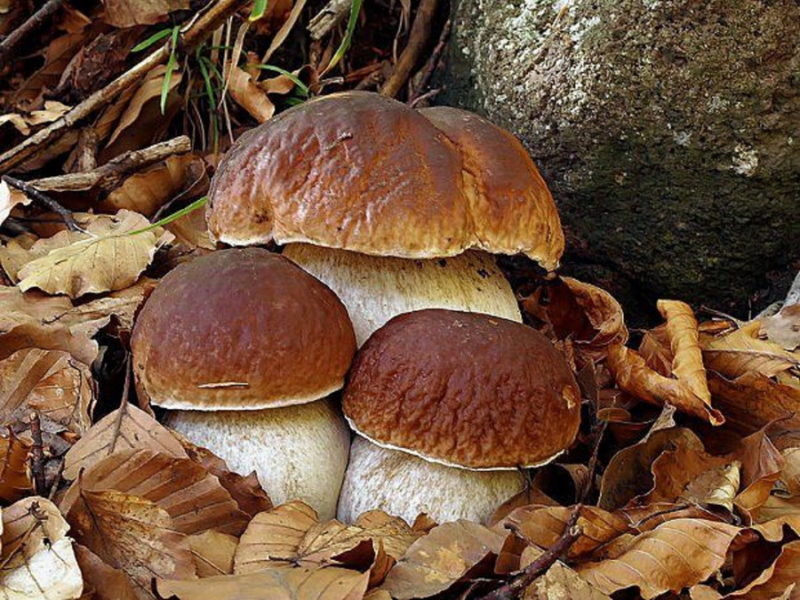 Прикарпатські фахівці радять, як не отруїтися грибами