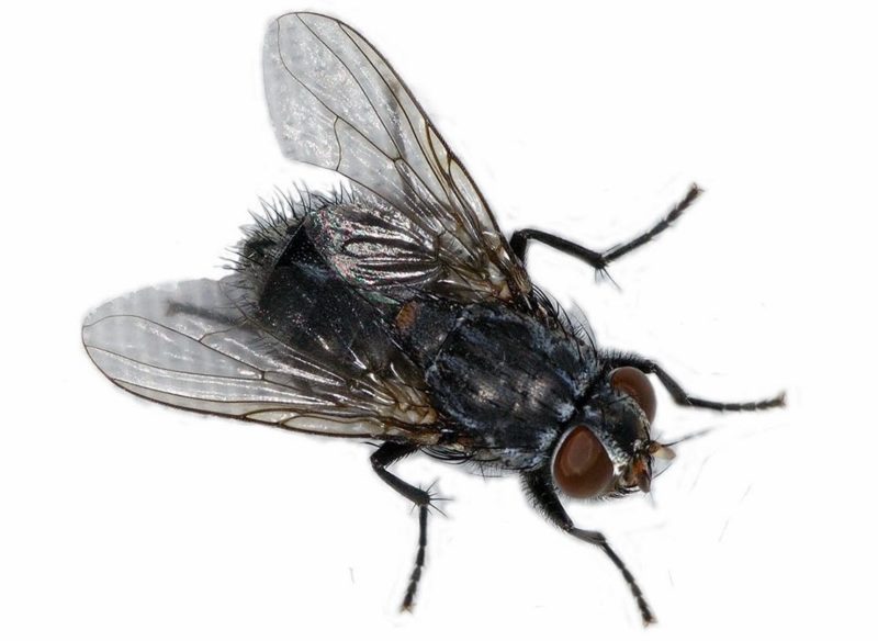 У Франківську мешканці багатоповерхівки потерпають від комах (ВІДЕО)