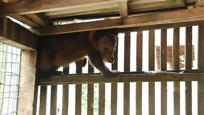 У центрі реабілітації бурих ведмедів з’явився новий вихованець-сирота з Яремче (ФОТО)