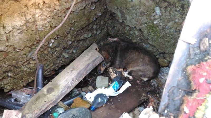 У Надвірній визволили собаку, котра рік жила у пастці під землею (ФОТО, ВІДЕО)