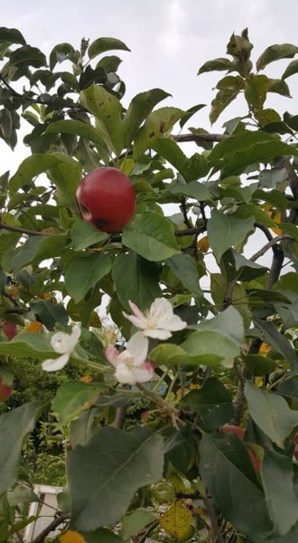 І дерево цвіте, і плоди дозрівають. На Прикарпатті в серпні зацвіла яблуня (ФОТО)