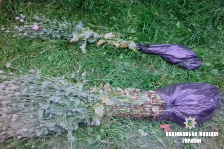 Майже 10 тисяч рослин маку та коноплі вилучили прикарпатські поліціянти цього літа