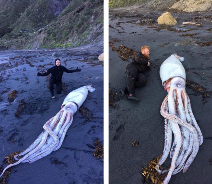 У Новій Зеландії знайшли чотириметрового кальмара (ФОТО)