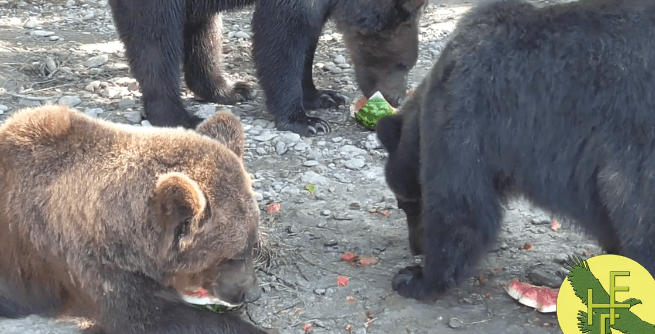 Як потішні ведмеді з Галицького нацпарку кавуном ласують (ВІДЕО)