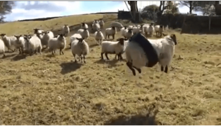Весела вівця на гойдалці підірвала мережу (ВІДЕО)