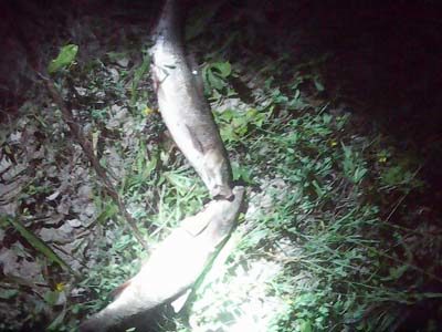 На Пруті спіймали браконьєрів, які виловлювали “червонокнижну” рибу (ФОТО)