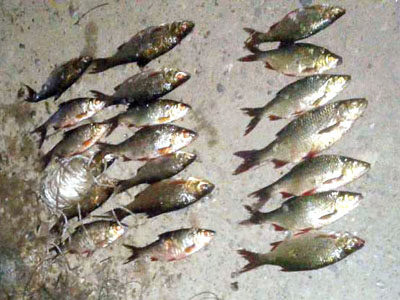На Прикарпатті впіймали рибалку-браконьєра (ФОТО)
