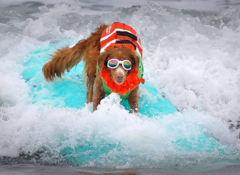 Вражаючий конкурс собак-серфінгістів в Каліфорнії (ФОТО)